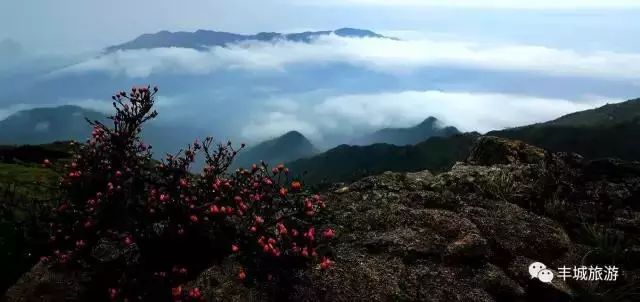 江西丰城丰城富硒大米（江西丰城大米加工厂）-硒宝网