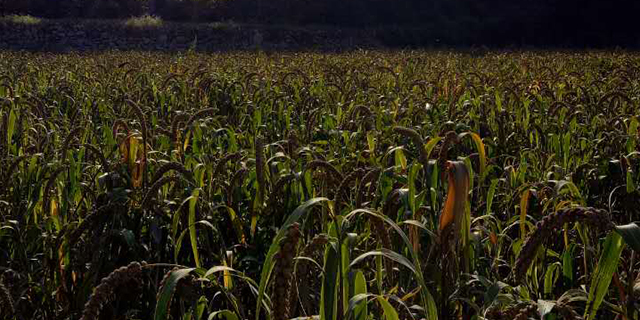 新疆富硒大米价格多少(大米新疆价格富硒多少)-硒宝网