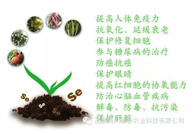 富硒大米对人体的好处（大米含硒有什么好处）-硒宝网