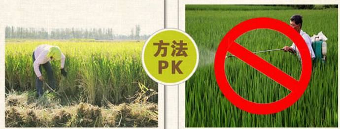 富硒大米对人体的好处（大米含硒有什么好处）-硒宝网