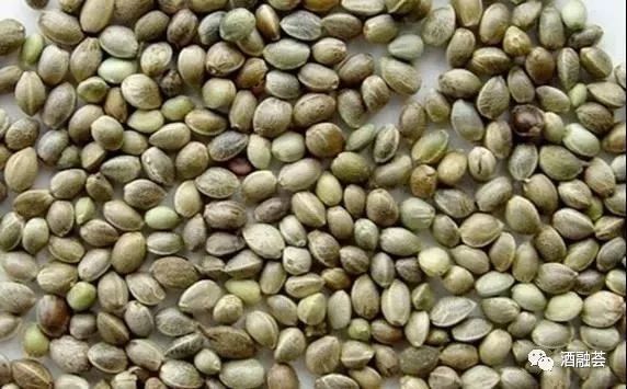 富硒大米可以酿白酒吗(大米酿白酒富硒可以吃吗)-硒宝网