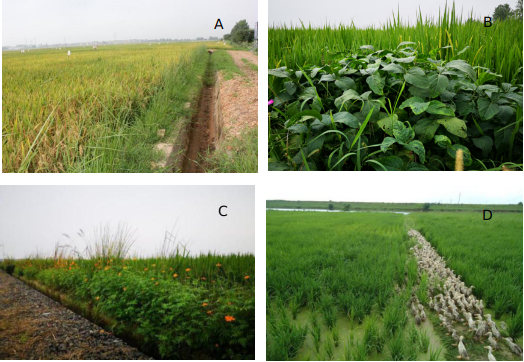 宜春富硒大米企业名单(宜春大米品牌)-硒宝网