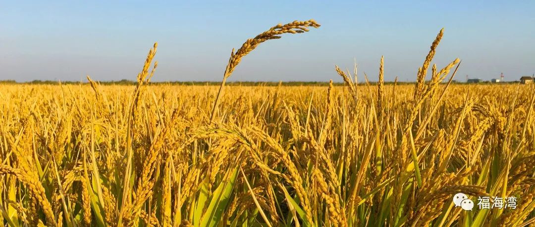 富硒大米的产地有哪些(大米产地富硒有哪些)-硒宝网