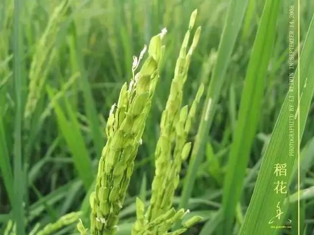 富硒大米为什么有药味(富硒大米硒含量超标)-硒宝网