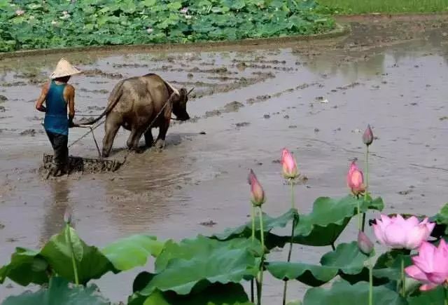 富硒大米为什么有药味(富硒大米硒含量超标)-硒宝网