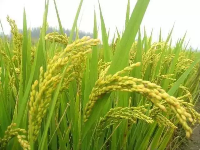 富硒大米为什么有药味(富硒大米硒含量超标)-硒宝网