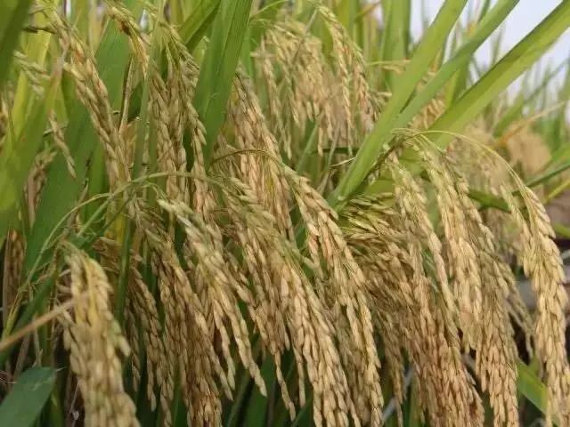 富硒大米为什么有药味(富硒大米硒含量超标)-硒宝网