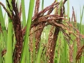 富硒大米为什么有药味(富硒大米硒含量超标)-硒宝网