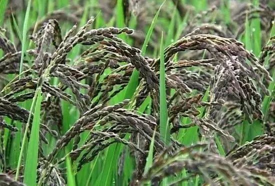 富硒大米为什么有药味(富硒大米硒含量超标)-硒宝网