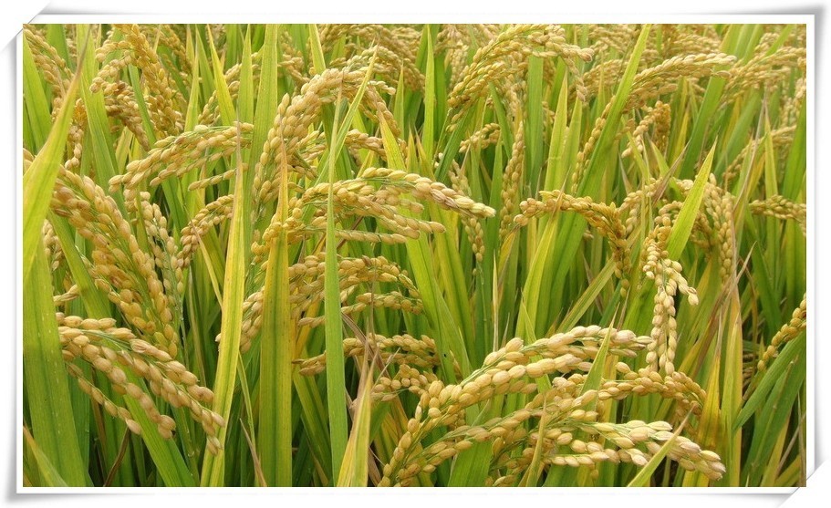 富硒大米为什么有药味(富硒大米发黄吗)-硒宝网