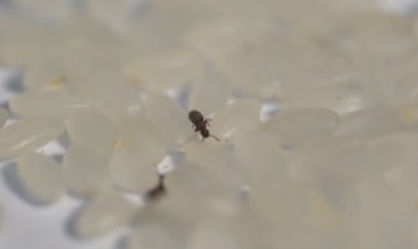 方正富硒大米是真的吗（方正富硒大米的执行标准）-硒宝网