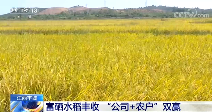 江西丰城富硒大米在哪(江西富硒大米基地)-硒宝网