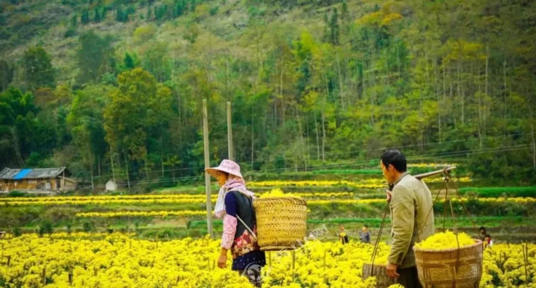 永州绿色富硒大米价格（富硒优质大米）-硒宝网