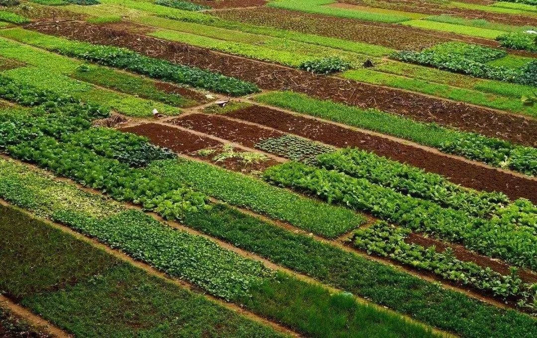 永州绿色富硒大米价格（富硒优质大米）-硒宝网