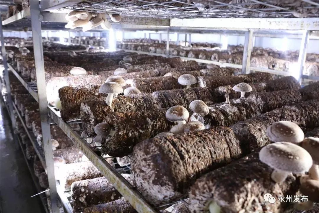 永州绿色富硒大米价格（富硒优质大米）-硒宝网