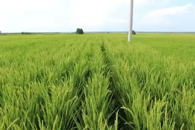 富硒稻花香大米的标准(富硒大米标准号)-硒宝网