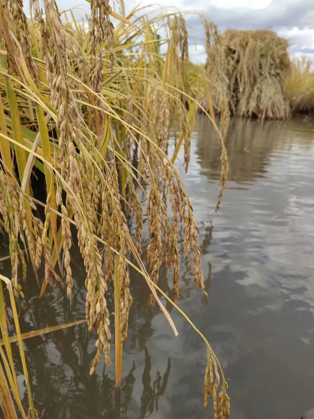 富硒稻花香大米的标准(富硒大米标准号)-硒宝网