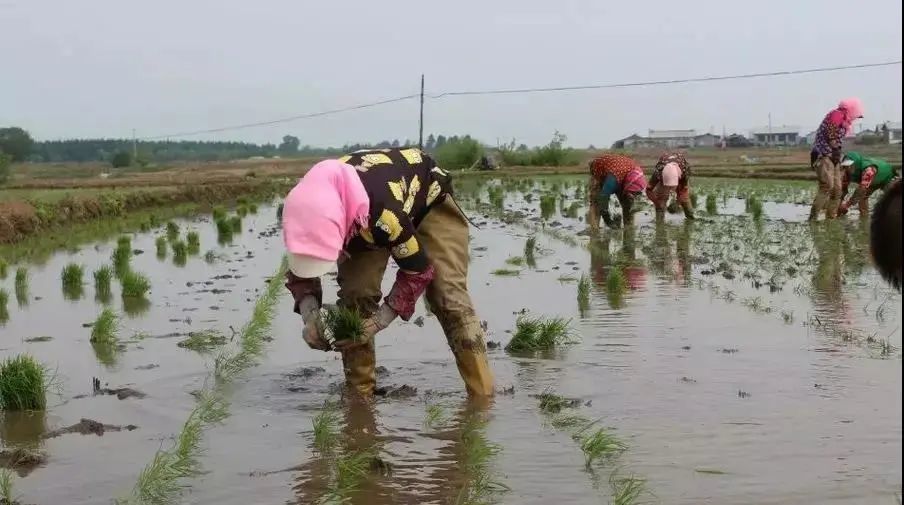 富硒稻花香大米的标准(富硒大米标准号)-硒宝网
