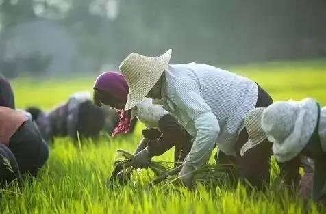 富硒稻花香大米的标准(富硒大米标准号)-硒宝网