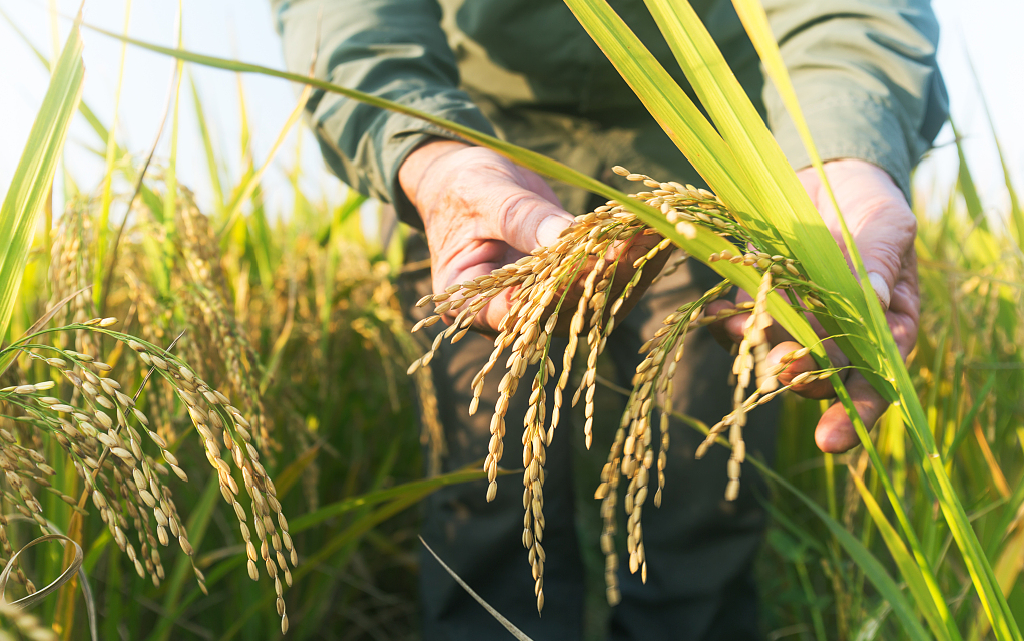 富硒稻花香大米的标准(富硒大米标准号)-硒宝网