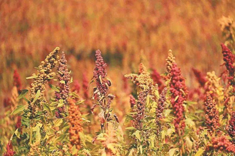 河北沧州春润富硒大米(河北沧州春润富硒大米)-硒宝网