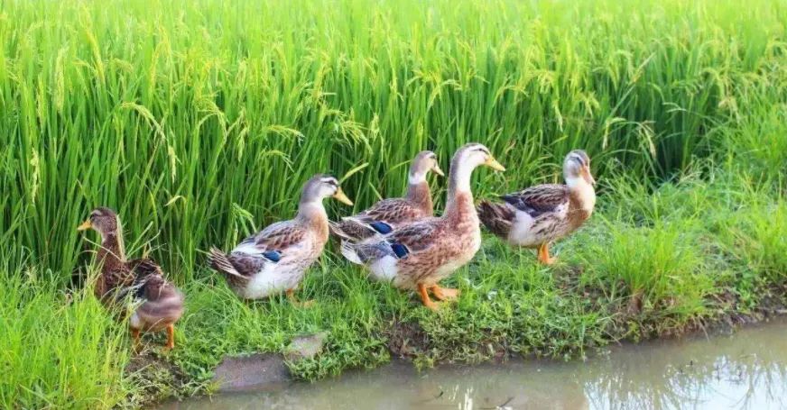 富硒大米在新疆哪里有（富硒的大米）-硒宝网