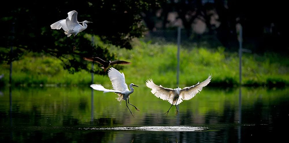 富硒大米在新疆哪里有（富硒的大米）-硒宝网