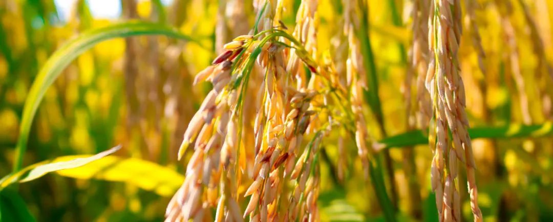 富硒大米在新疆哪里有（富硒的大米）-硒宝网