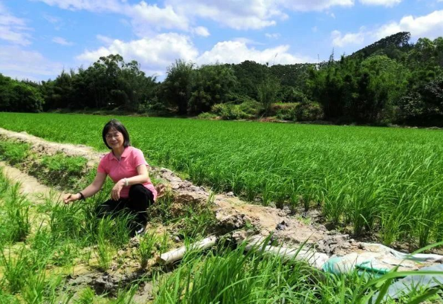 富硒大米在新疆哪里有(富硒优质大米)-硒宝网