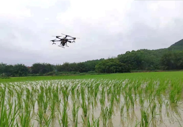 富硒大米在新疆哪里有(富硒优质大米)-硒宝网