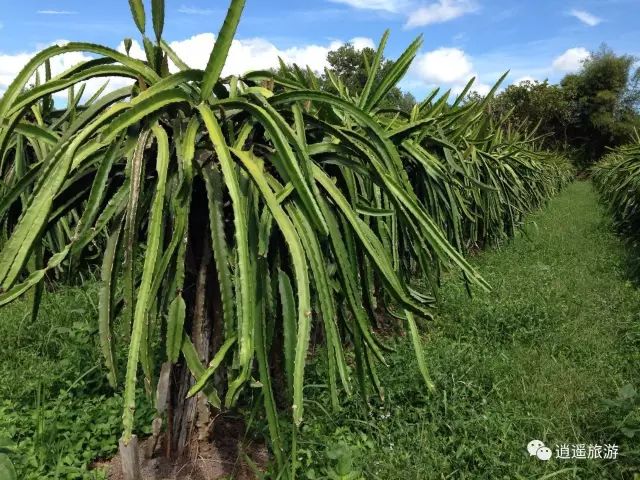 富硒大米在什么地方买（富硒大米哪里好）-硒宝网