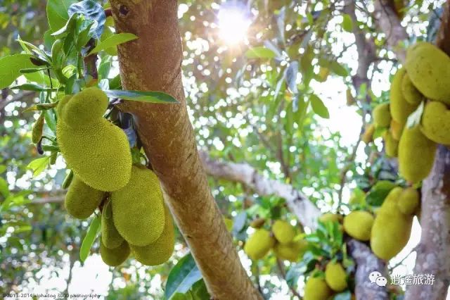 富硒大米在什么地方买（富硒大米哪里好）-硒宝网