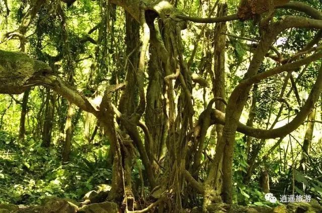 富硒大米在什么地方买（富硒大米哪里好）-硒宝网