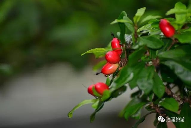 富硒大米在什么地方买（富硒大米哪里好）-硒宝网