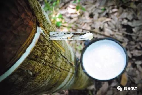 富硒大米在什么地方买（富硒大米哪里好）-硒宝网