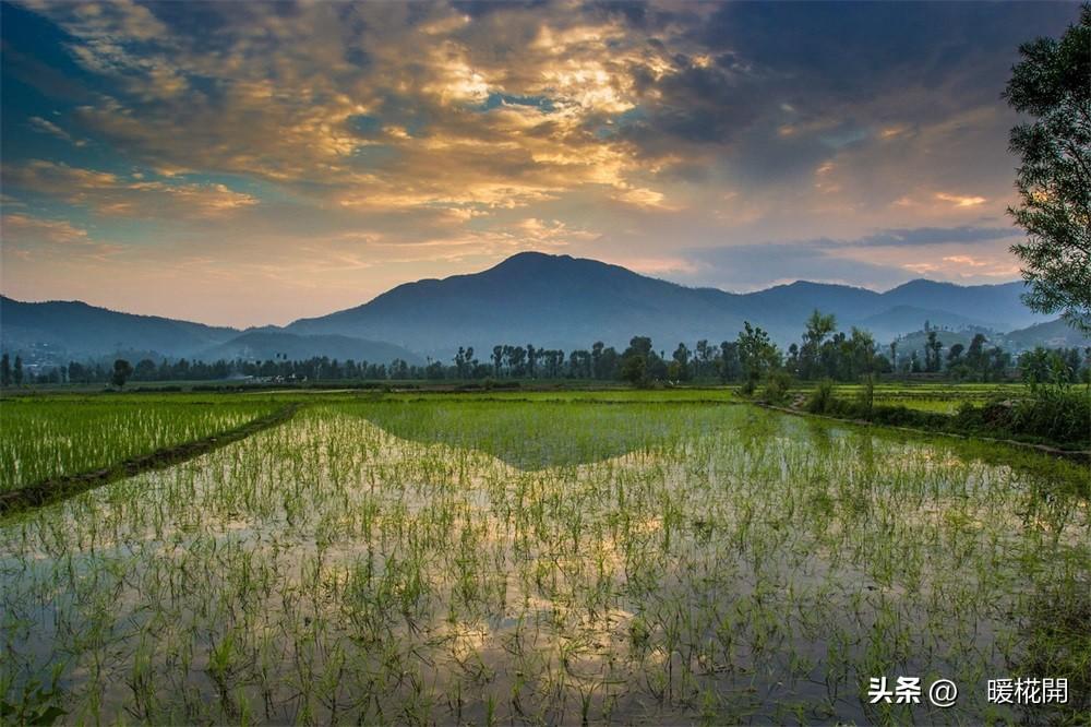 大米里富硒的营养价值（富硒大米营养成分表）-硒宝网