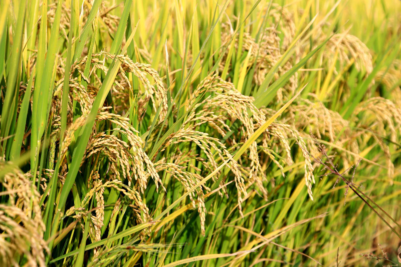 巴音郭楞有机富硒大米(巴音郭楞有机富硒大米)-硒宝网