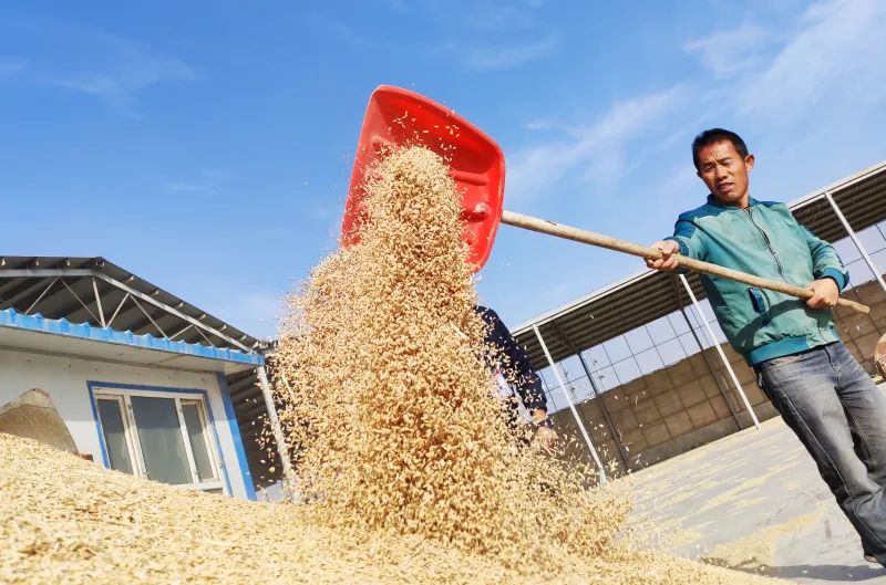 巴音郭楞有机富硒大米(巴音郭楞有机富硒大米)-硒宝网