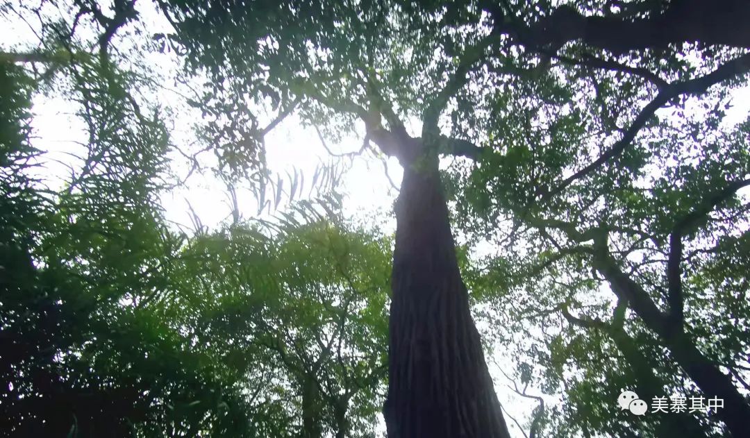 西坑香富硒大米特香好（富硒香米多少钱一斤）-硒宝网