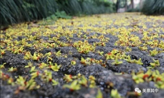 西坑香富硒大米特香好（富硒香米多少钱一斤）-硒宝网