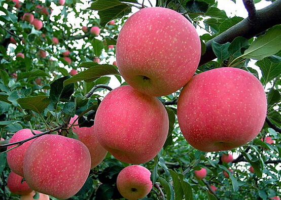 安徒可以种富硒大米吗（富硒大米能补硒吗）-硒宝网