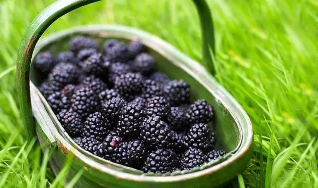 东北富硒大米生产厂家（富硒大米哪里生产最好）-硒宝网