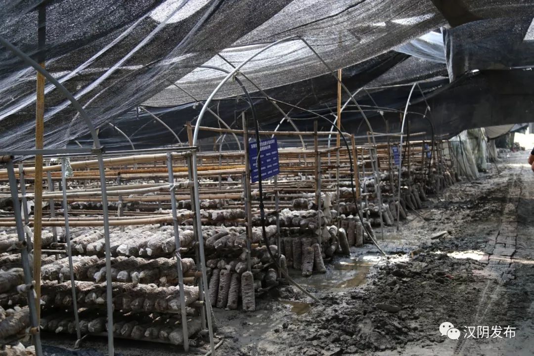 七叶莲农业富硒地大米(富硒大米种植)-硒宝网