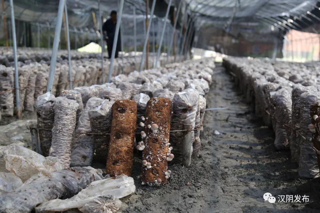 七叶莲农业富硒地大米(富硒大米种植)-硒宝网