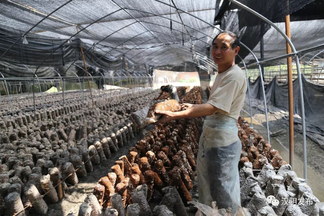 七叶莲农业富硒地大米(富硒大米种植)-硒宝网