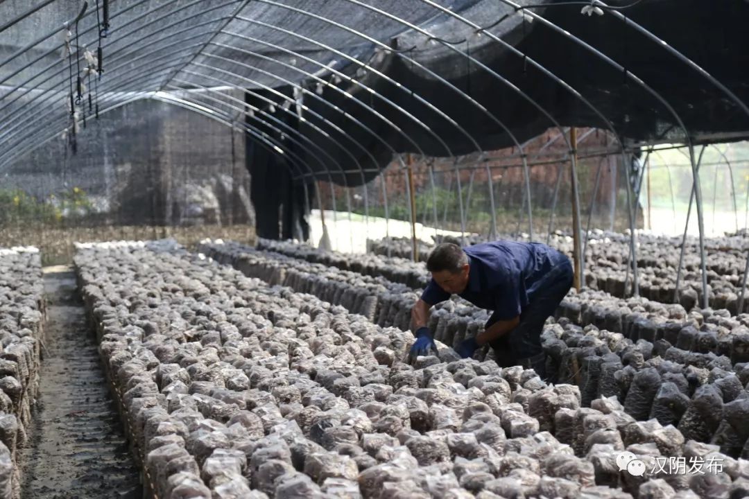 七叶莲农业富硒地大米(富硒大米种植)-硒宝网