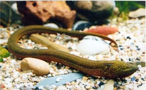 补锌吃什么好(补锌之后)-硒宝网