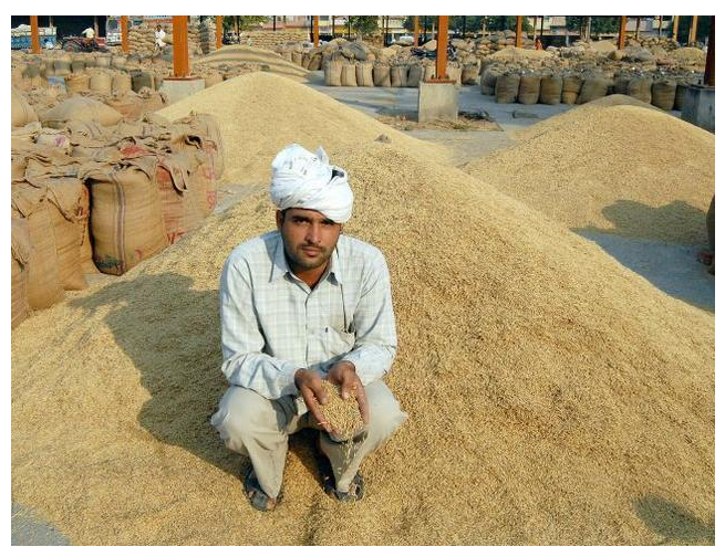 景阳富硒大米在哪买的（景阳富硒大米多少钱一斤）-硒宝网