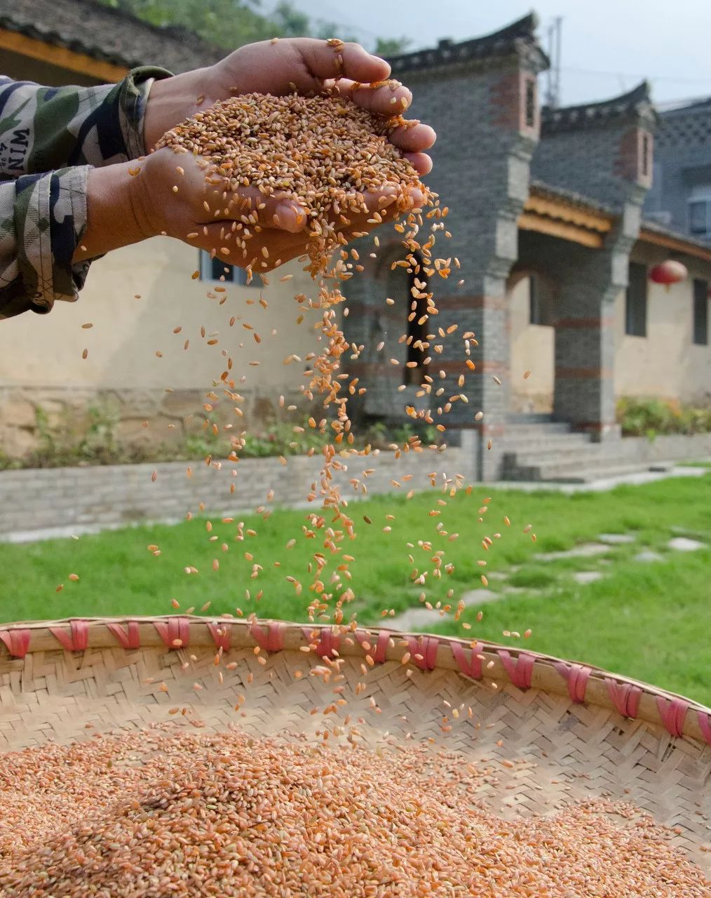 景阳富硒大米在哪买的(景阳富硒米百度百科)-硒宝网