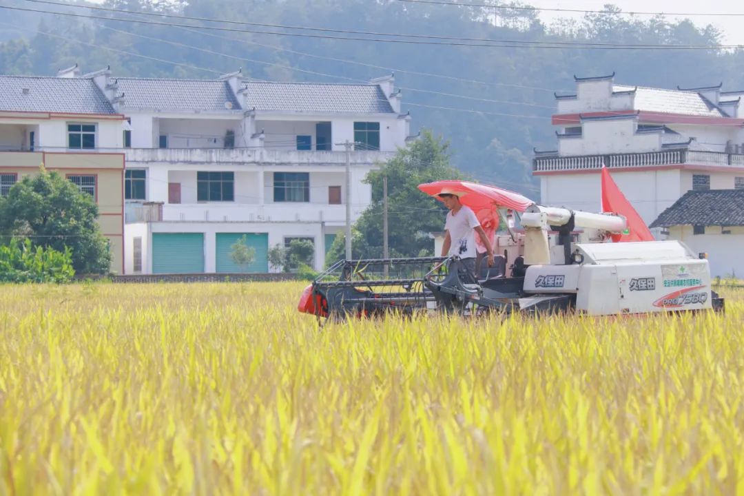 怎么选大米富硒好不好(富硒大米好在哪)-硒宝网